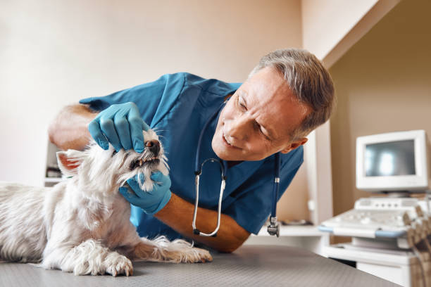 Best Emergency X-Rays and Diagnostics in Summerville, SC